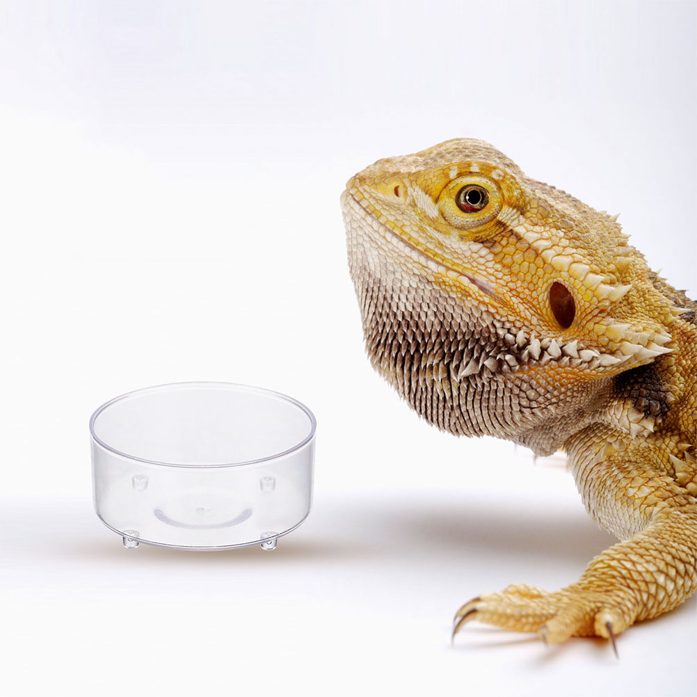 Water Dish Reptile - 10Pcs 아크릴 파충류 음식 접시 먹이