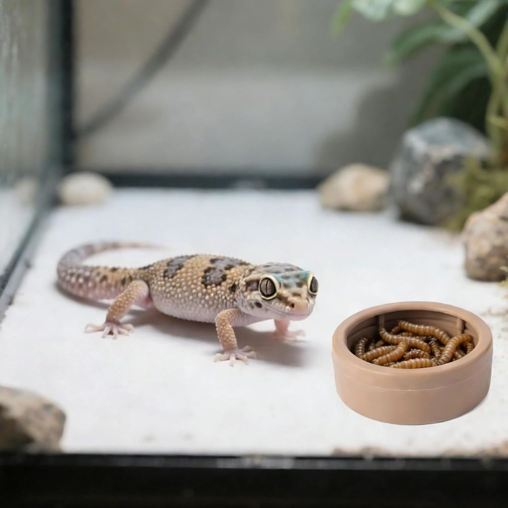 휴대용 탈출방지 파충류 먹이 접시 넘어지지 않는 컴팩트 - Water Dish Reptile 리뷰 및 가격