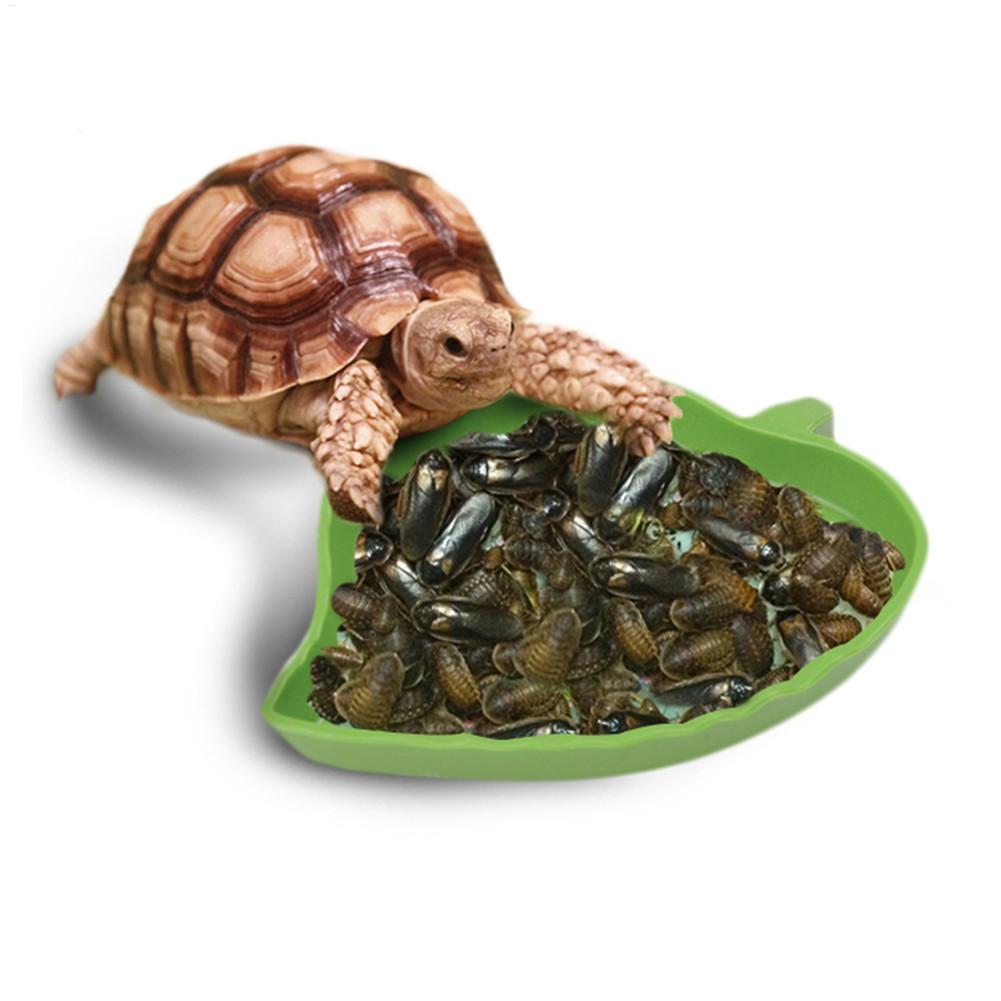양서류 파충류 먹이통 플라스틱 파충류 사육장 먹이통 거 - Water Dish Reptile 리뷰 및 가격