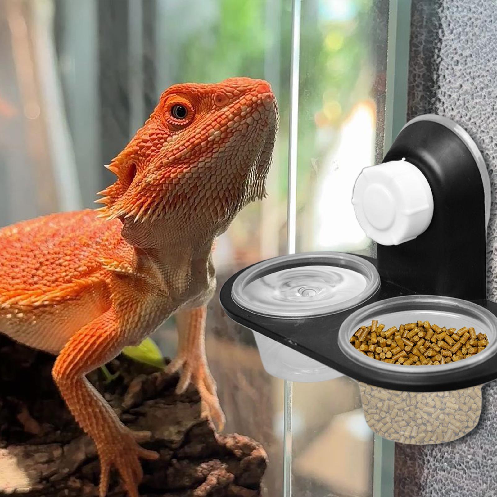 게코 먹이 접시 게코 먹이통 디스펜서 편리한 청소가 가 - Water Dish Reptile 리뷰 및 가격