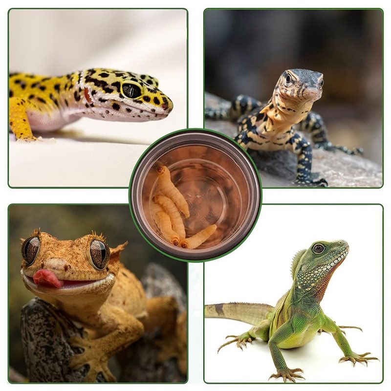 크레스티드 게코 먹이 및 물통(120개), 파충류 먹이 - Water Dish Reptile 리뷰 및 가격